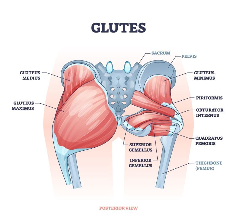 Anatomy of the glutes